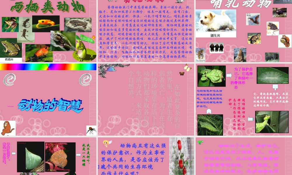 三年级科学上册 动物世界课件 首师大版