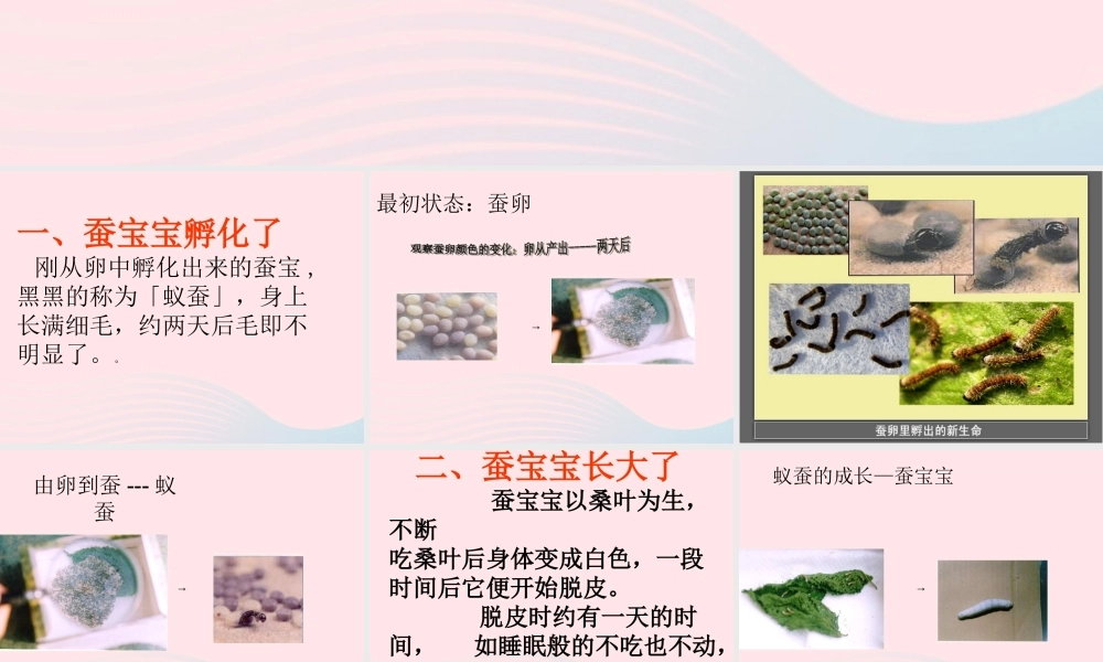 三年级科学下册 动物的生命周期 2 蚕的生长变化课件2 教科版-教科版小学三年级下册自然科学课件
