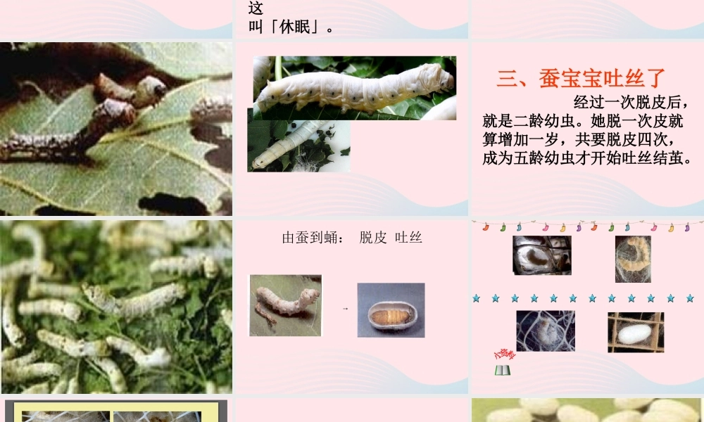 三年级科学下册 动物的生命周期 2 蚕的生长变化课件2 教科版-教科版小学三年级下册自然科学课件