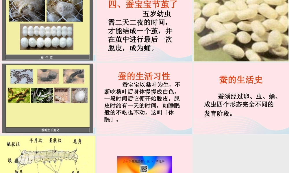 三年级科学下册 动物的生命周期 2 蚕的生长变化课件2 教科版-教科版小学三年级下册自然科学课件