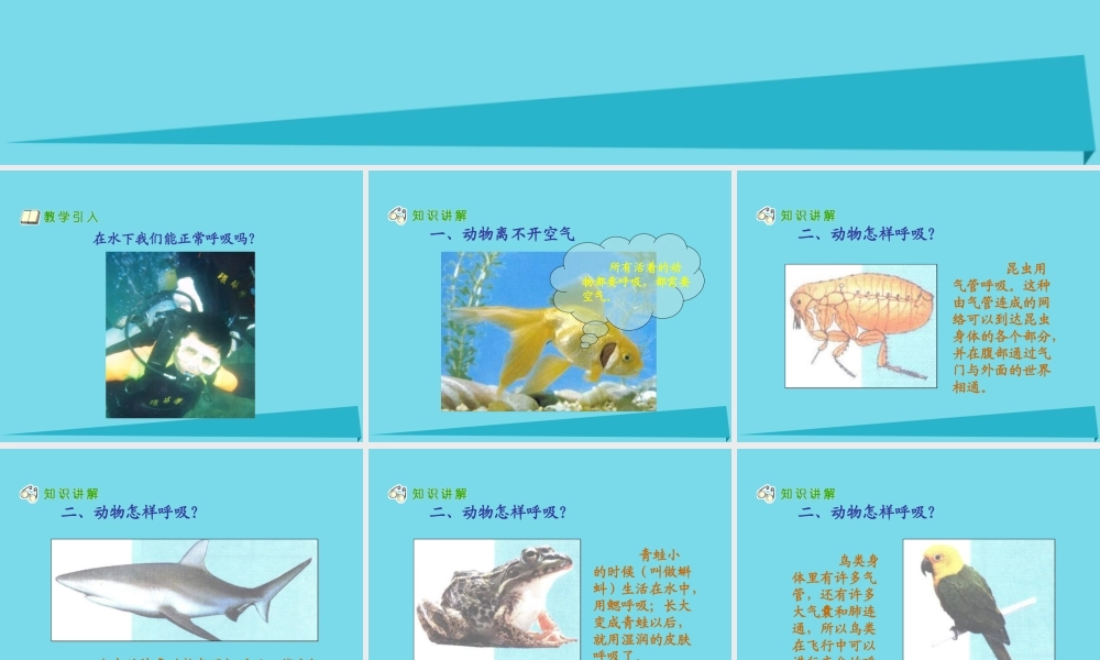 三年级科学上册 第四章 第2课 离不开的空气课件2 新人教版-新人教版小学三年级上册自然科学课件