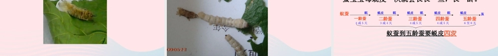 三年级科学下册 动物的生命周期 2 蚕的生长变化课件3 教科版-教科版小学三年级下册自然科学课件