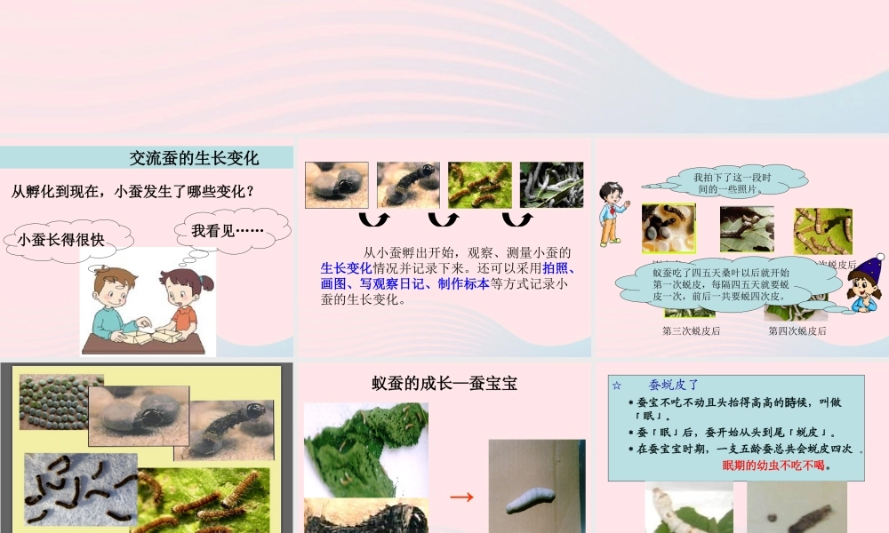 三年级科学下册 动物的生命周期 2 蚕的生长变化课件4 教科版-教科版小学三年级下册自然科学课件
