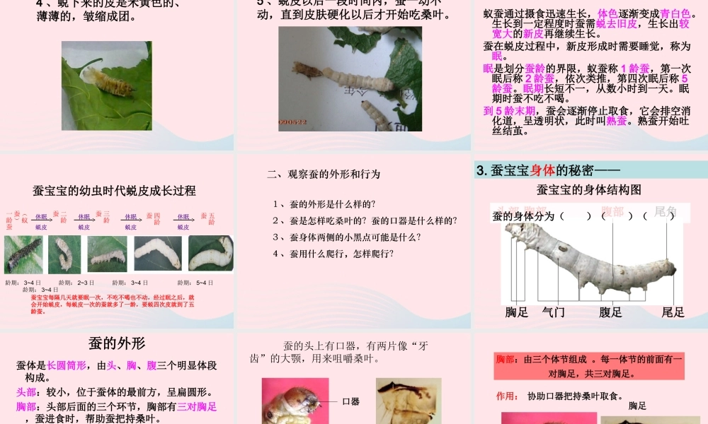 三年级科学下册 动物的生命周期 2 蚕的生长变化课件4 教科版-教科版小学三年级下册自然科学课件