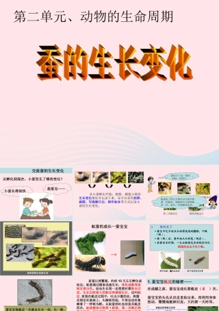 三年级科学下册 动物的生命周期 2 蚕的生长变化课件4 教科版-教科版小学三年级下册自然科学课件