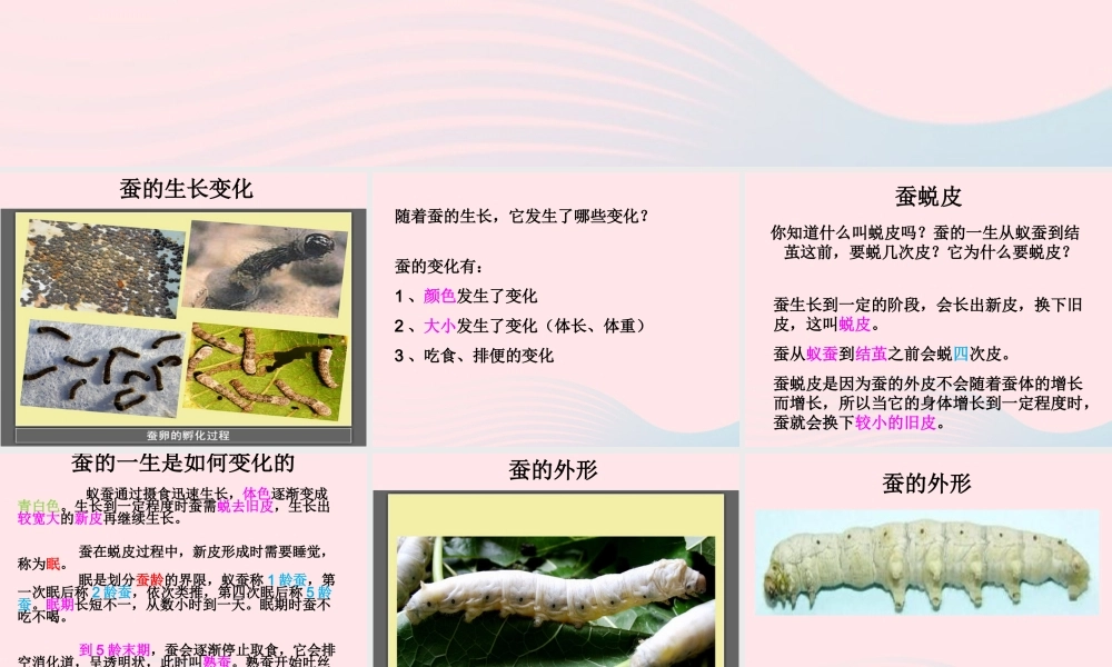 三年级科学下册 动物的生命周期 2 蚕的生长变化课件5 教科版-教科版小学三年级下册自然科学课件