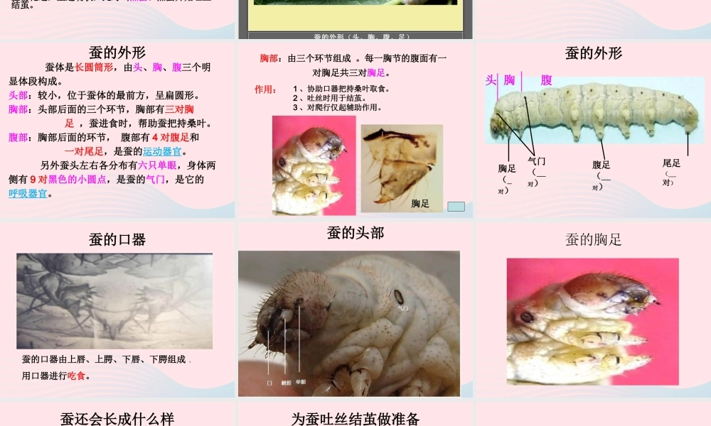 三年级科学下册 动物的生命周期 2 蚕的生长变化课件5 教科版-教科版小学三年级下册自然科学课件