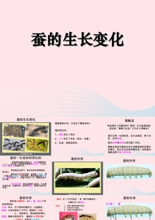 三年级科学下册 动物的生命周期 2 蚕的生长变化课件5 教科版-教科版小学三年级下册自然科学课件