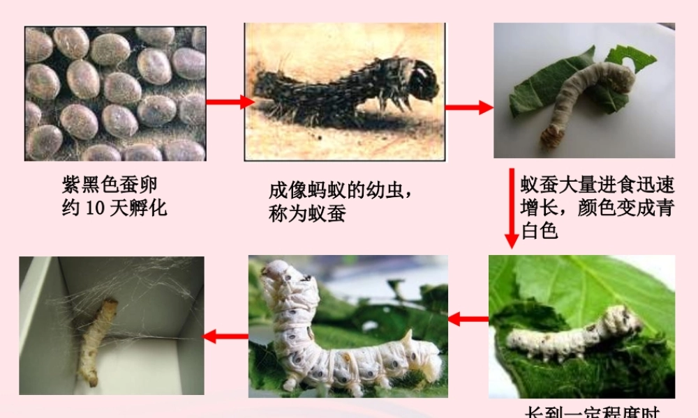 三年级科学下册 动物的生命周期 3 蚕变了新模样课件 教科版-教科版小学三年级下册自然科学课件