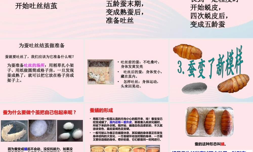 三年级科学下册 动物的生命周期 3 蚕变了新模样课件 教科版-教科版小学三年级下册自然科学课件