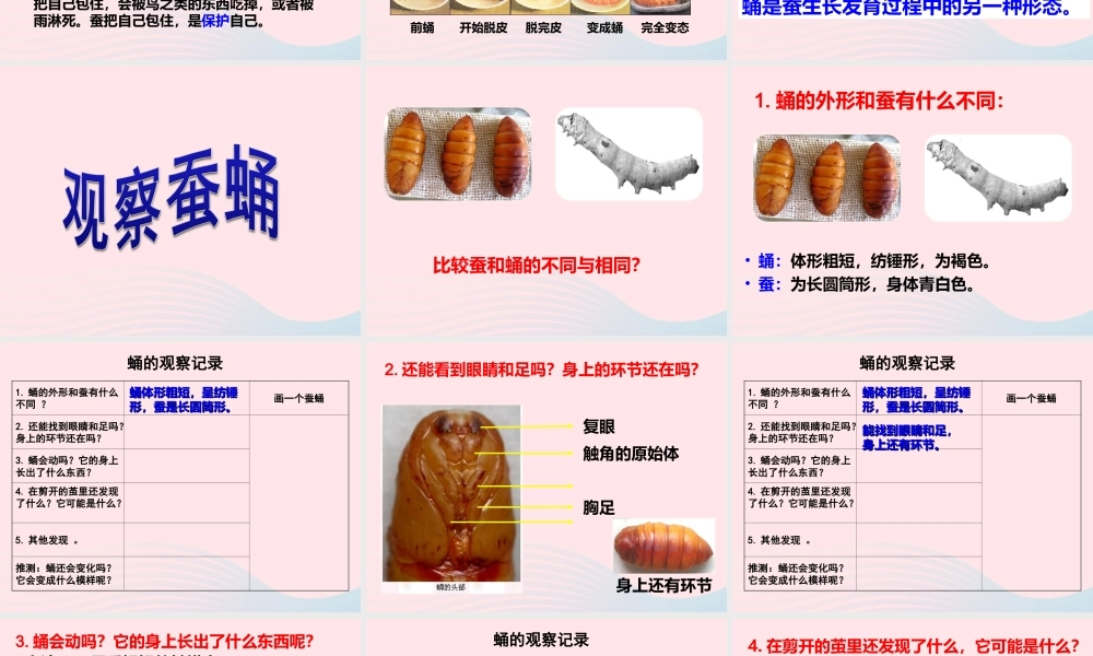 三年级科学下册 动物的生命周期 3 蚕变了新模样课件 教科版-教科版小学三年级下册自然科学课件