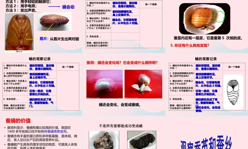 三年级科学下册 动物的生命周期 3 蚕变了新模样课件 教科版-教科版小学三年级下册自然科学课件