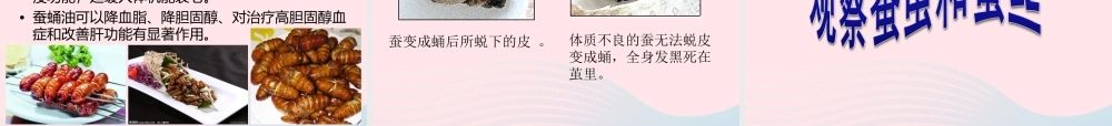 三年级科学下册 动物的生命周期 3 蚕变了新模样课件 教科版-教科版小学三年级下册自然科学课件
