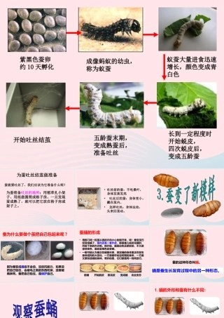 三年级科学下册 动物的生命周期 3 蚕变了新模样课件 教科版-教科版小学三年级下册自然科学课件