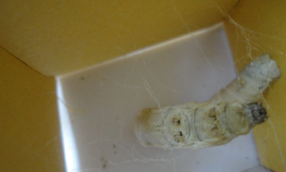 三年级科学下册 动物的生命周期 3 蚕变了新模样课件1 教科版-教科版小学三年级下册自然科学课件