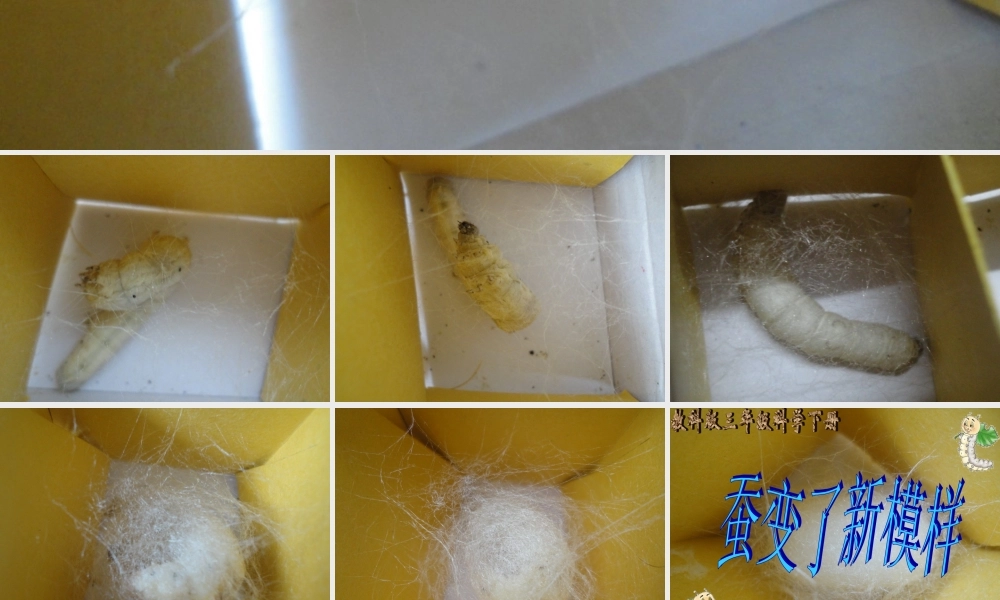 三年级科学下册 动物的生命周期 3 蚕变了新模样课件1 教科版-教科版小学三年级下册自然科学课件