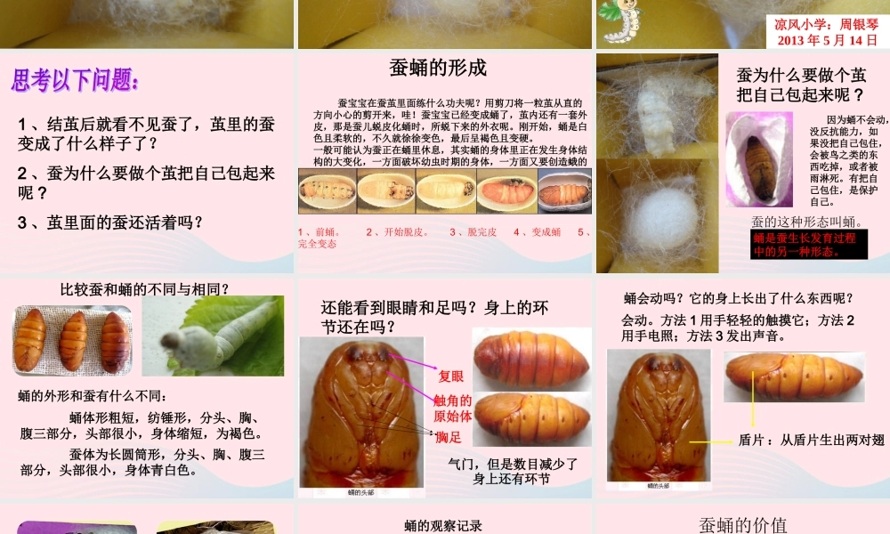 三年级科学下册 动物的生命周期 3 蚕变了新模样课件1 教科版-教科版小学三年级下册自然科学课件