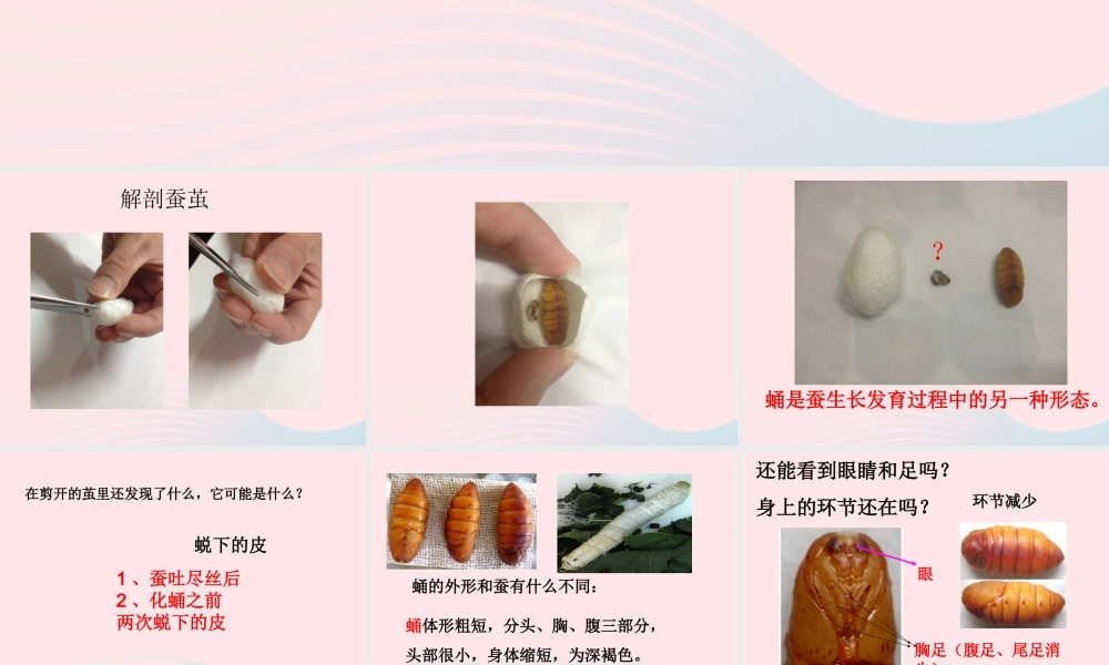 三年级科学下册 动物的生命周期 3 蚕变了新模样课件2 教科版-教科版小学三年级下册自然科学课件