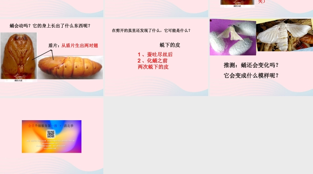 三年级科学下册 动物的生命周期 3 蚕变了新模样课件2 教科版-教科版小学三年级下册自然科学课件