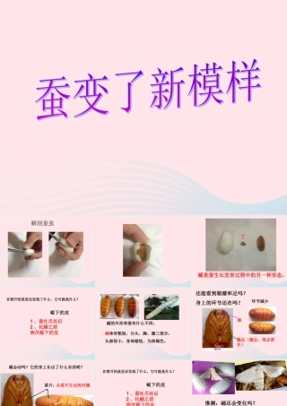 三年级科学下册 动物的生命周期 3 蚕变了新模样课件2 教科版-教科版小学三年级下册自然科学课件