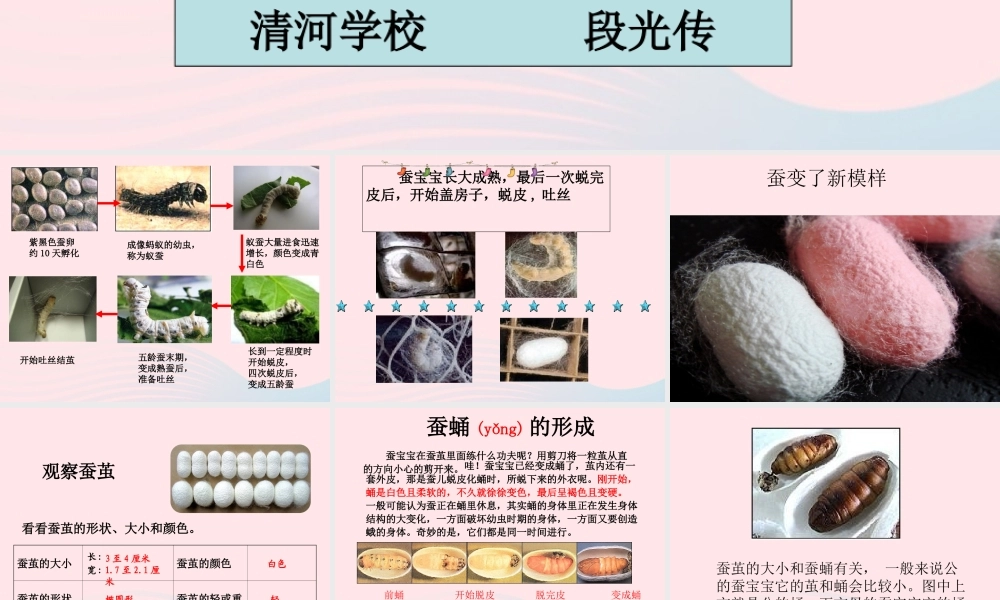 三年级科学下册 动物的生命周期 3 蚕变了新模样课件3 教科版-教科版小学三年级下册自然科学课件