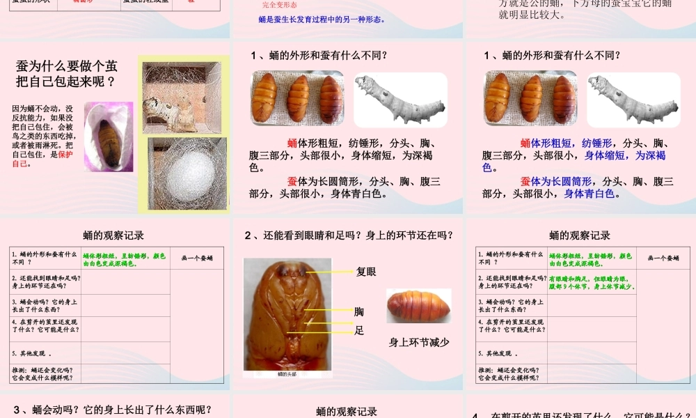 三年级科学下册 动物的生命周期 3 蚕变了新模样课件3 教科版-教科版小学三年级下册自然科学课件