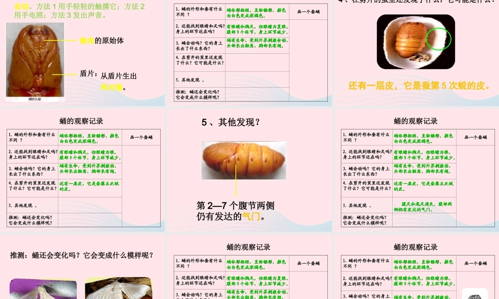 三年级科学下册 动物的生命周期 3 蚕变了新模样课件3 教科版-教科版小学三年级下册自然科学课件