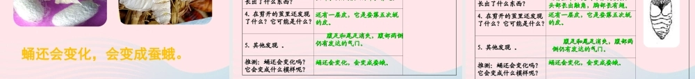 三年级科学下册 动物的生命周期 3 蚕变了新模样课件3 教科版-教科版小学三年级下册自然科学课件