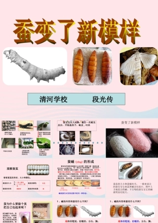 三年级科学下册 动物的生命周期 3 蚕变了新模样课件3 教科版-教科版小学三年级下册自然科学课件