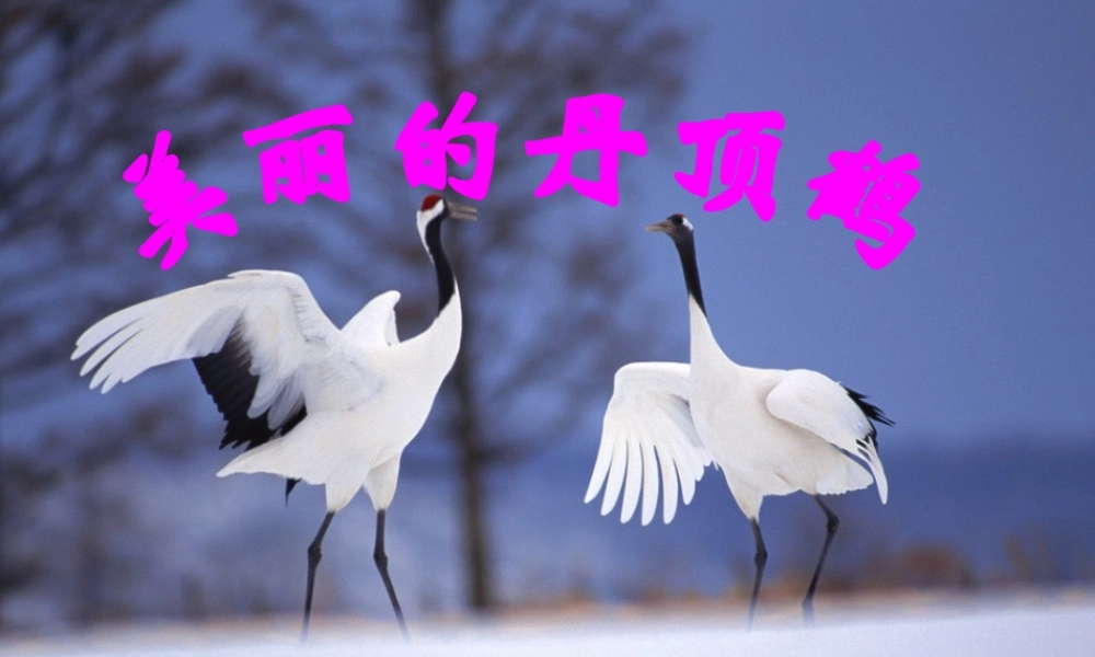 一年级语文下册 阅读八 第16课《美丽的丹顶鹤》课件1 教科版-教科版小学一年级下册语文课件