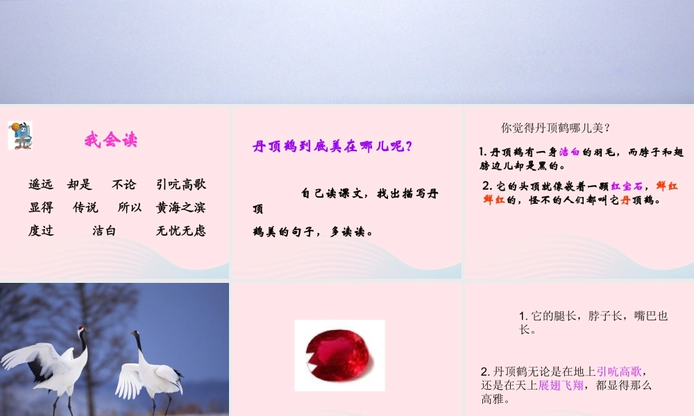 一年级语文下册 阅读八 第16课《美丽的丹顶鹤》课件1 教科版-教科版小学一年级下册语文课件