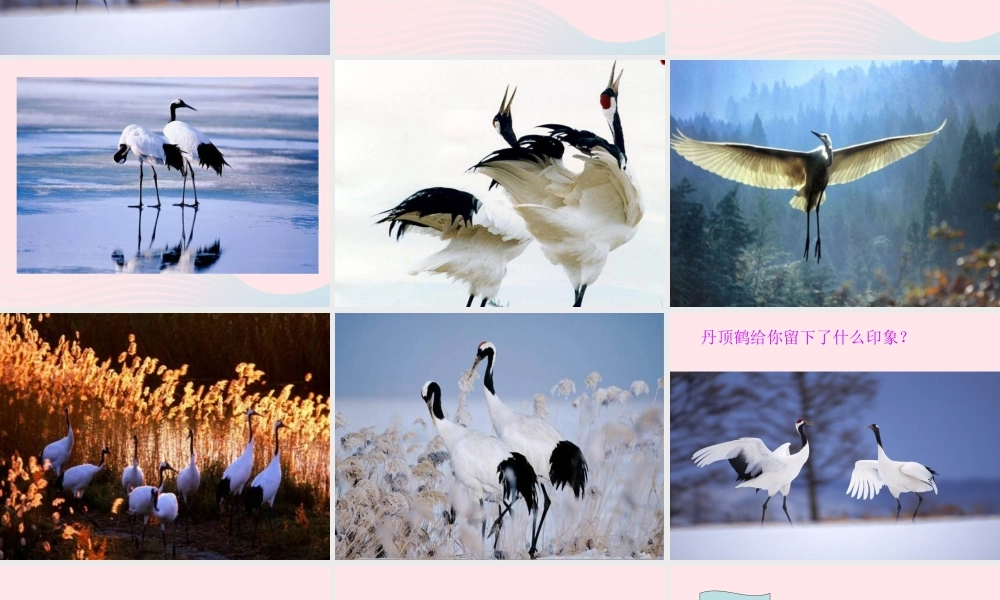 一年级语文下册 阅读八 第16课《美丽的丹顶鹤》课件1 教科版-教科版小学一年级下册语文课件