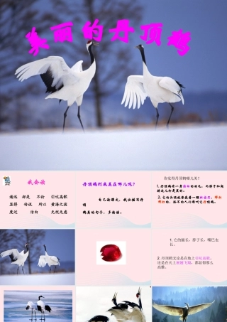 一年级语文下册 阅读八 第16课《美丽的丹顶鹤》课件1 教科版-教科版小学一年级下册语文课件