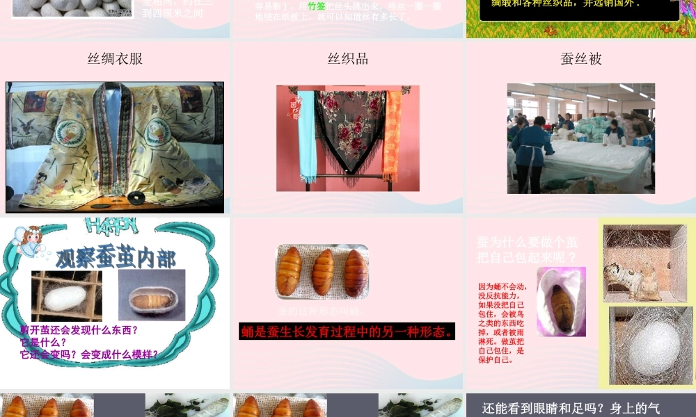 三年级科学下册 动物的生命周期 3《蚕变了新模样》课件1 教科版-教科版小学三年级下册自然科学课件