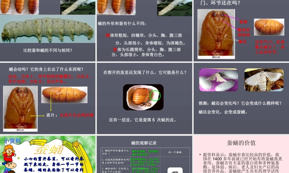 三年级科学下册 动物的生命周期 3《蚕变了新模样》课件1 教科版-教科版小学三年级下册自然科学课件