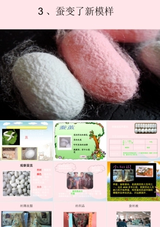 三年级科学下册 动物的生命周期 3《蚕变了新模样》课件1 教科版-教科版小学三年级下册自然科学课件