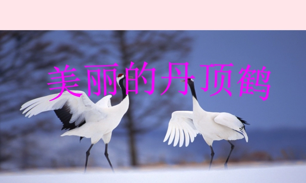 一年级语文下册 阅读八 第16课《美丽的丹顶鹤》课件2 教科版-教科版小学一年级下册语文课件