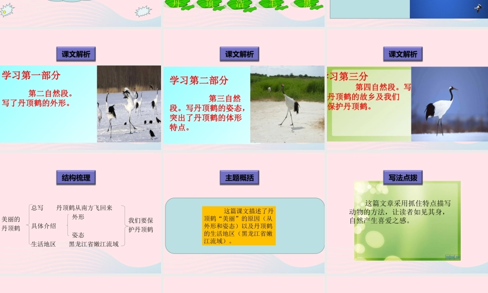 一年级语文下册 阅读八 第16课《美丽的丹顶鹤》课件2 教科版-教科版小学一年级下册语文课件