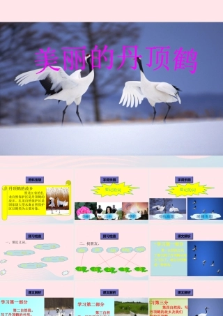 一年级语文下册 阅读八 第16课《美丽的丹顶鹤》课件2 教科版-教科版小学一年级下册语文课件