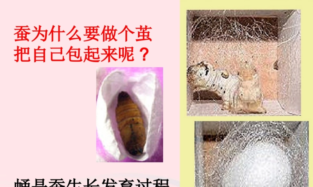 三年级科学下册 动物的生命周期 3《蚕变了新模样》课件2 教科版-教科版小学三年级下册自然科学课件