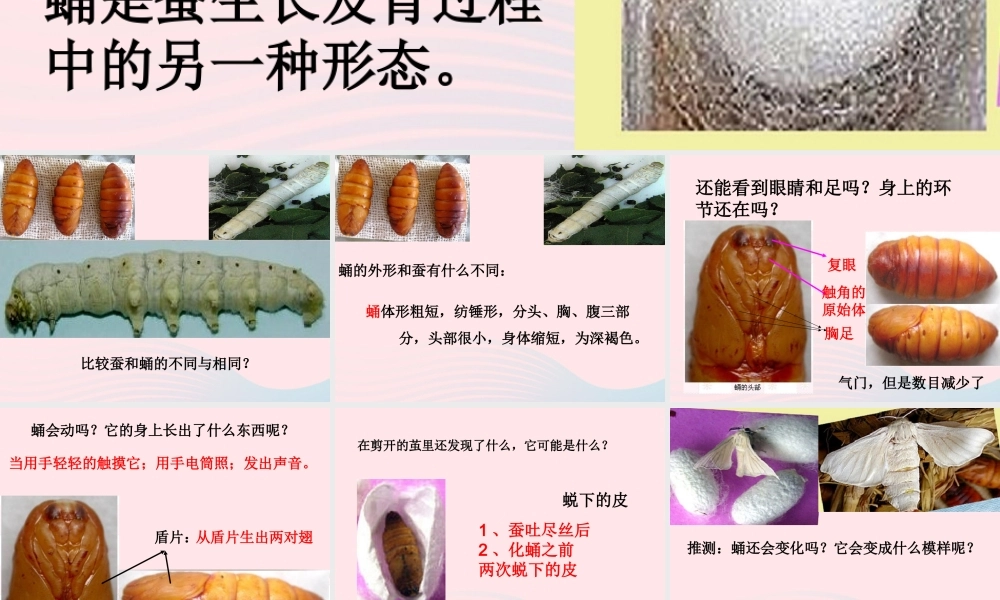 三年级科学下册 动物的生命周期 3《蚕变了新模样》课件2 教科版-教科版小学三年级下册自然科学课件