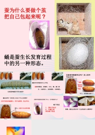 三年级科学下册 动物的生命周期 3《蚕变了新模样》课件2 教科版-教科版小学三年级下册自然科学课件