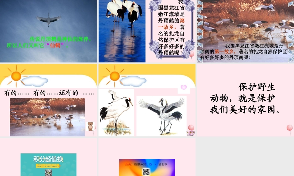 一年级语文下册 阅读八 第16课《美丽的丹顶鹤》课件3 教科版-教科版小学一年级下册语文课件