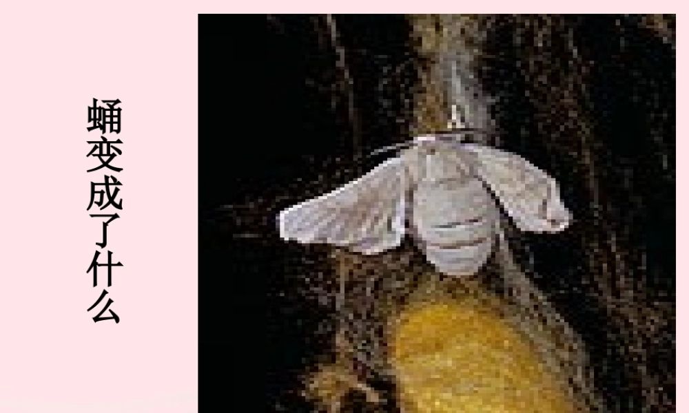 三年级科学下册 动物的生命周期 4 蛹变成了什么课件 教科版-教科版小学三年级下册自然科学课件