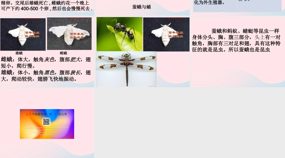 三年级科学下册 动物的生命周期 4 蛹变成了什么课件 教科版-教科版小学三年级下册自然科学课件