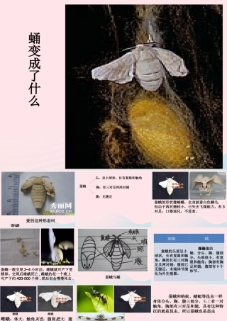 三年级科学下册 动物的生命周期 4 蛹变成了什么课件 教科版-教科版小学三年级下册自然科学课件