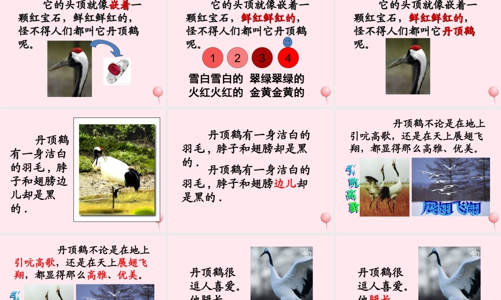 一年级语文下册 阅读八 第16课《美丽的丹顶鹤》课件4 教科版-教科版小学一年级下册语文课件