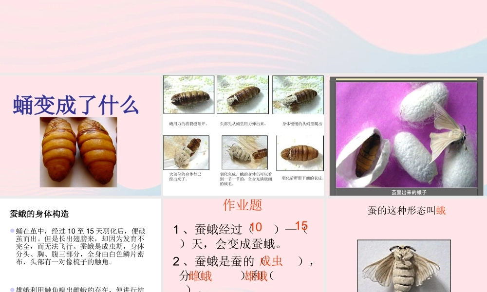 三年级科学下册 动物的生命周期 4 蛹变成了什么课件1 教科版-教科版小学三年级下册自然科学课件