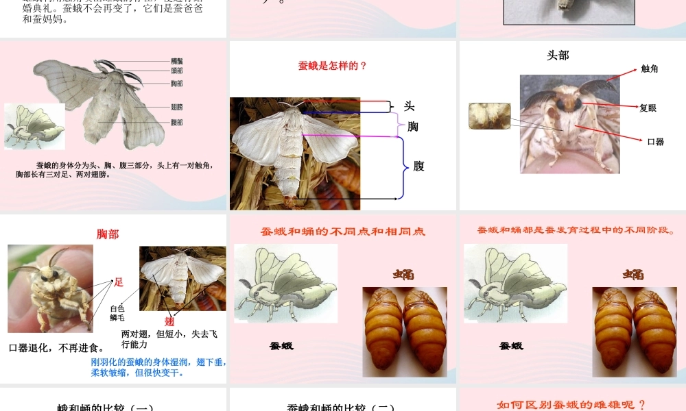 三年级科学下册 动物的生命周期 4 蛹变成了什么课件1 教科版-教科版小学三年级下册自然科学课件