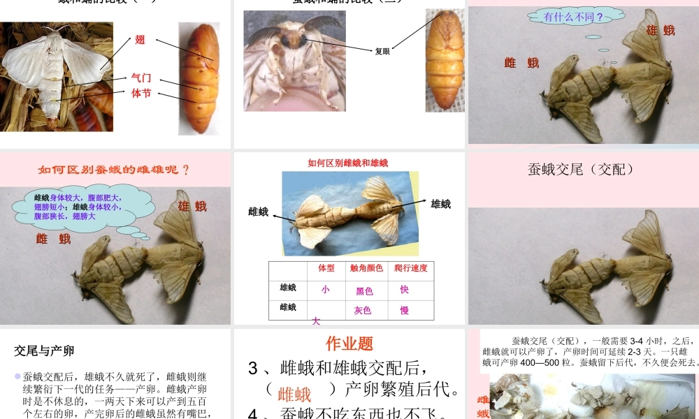 三年级科学下册 动物的生命周期 4 蛹变成了什么课件1 教科版-教科版小学三年级下册自然科学课件